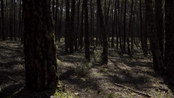 Bosque Pinos Paisaje Con Algunas Sombras Bailando Entre Los Árboles — Vídeos de Stock