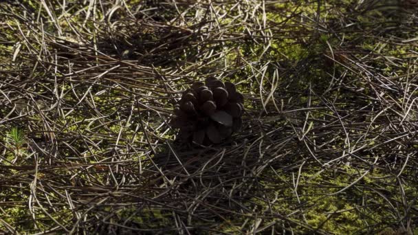 Gevallen Dennenappel Het Midden Van Dennennaalden Wat Mos 60Fps — Stockvideo