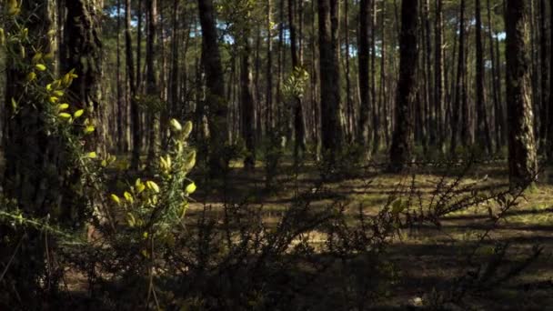 Rama Floreciente Ulex Europaeus Comúnmente Conocida Como Gorse Tojo Con — Vídeo de stock