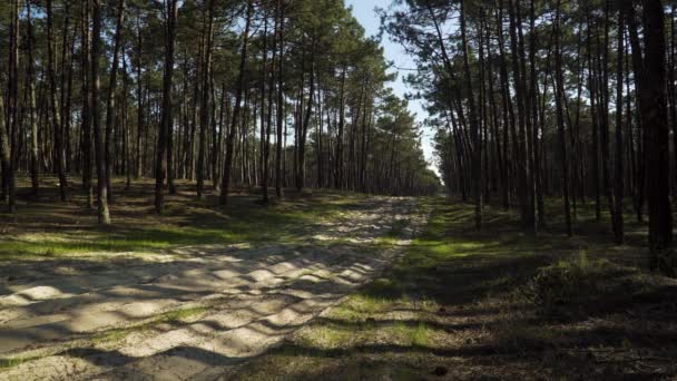 Estrada Suja Meio Uma Floresta Pinheiros 60Fps — Vídeo de Stock