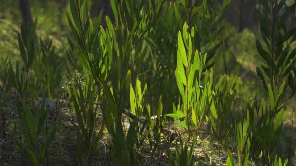 Acacia Longifolia Широко Известная Sallow Wattle Растущая Середине Соснового Леса — стоковое видео