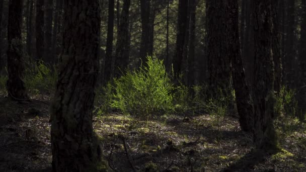 Ulex Europaeus Comúnmente Conocido Como Gorse Tojo Medio Bosque Pinos — Vídeos de Stock