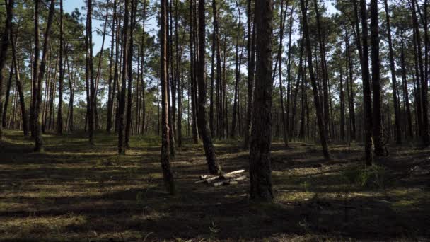 Krajobraz Lasu Sosnowego Wyciętymi Drzewami Środku Lasu Klatek Sekundę — Wideo stockowe