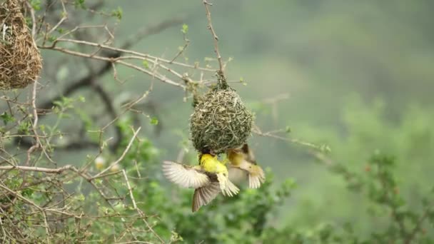 Femelle Jaune Masqué Tisserand Oiseau Vérifie Mâle Nid Après Affichage — Video