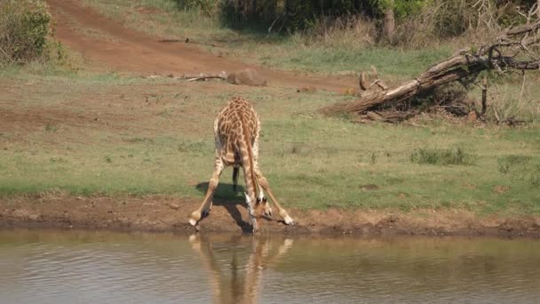 Одинокий Взрослый Жираф Пьет Воду Африканском Пруду Через Жару — стоковое видео