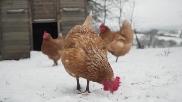 Vrije Uitloop Duivinnen Zoek Naar Voedsel Sneeuw Voor Hun Hok — Stockvideo