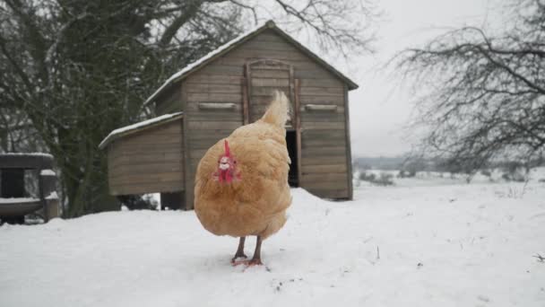 Gama Livre Galinha Bicando Para Comida Neve Dia Inverno — Vídeo de Stock