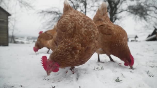 Close Galinhas Alcance Livre Busca Comida Neve Dia Frio Inverno — Vídeo de Stock