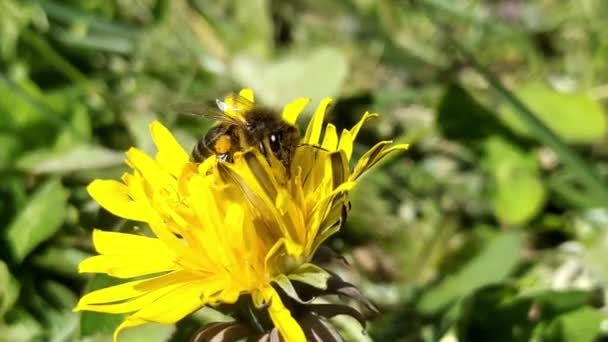 蜜蜂在大自然中给花园的花朵授粉 而轻风吹拂 一种从花蕾植物中采集花蜜的昆虫 特写镜头 生物学 牡丹花做蜂蜜 — 图库视频影像