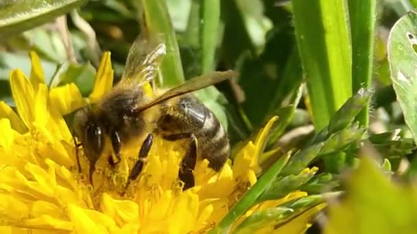 ミツバチは自然の中で庭の花を受粉させ 穏やかな風が吹く 花芽植物から蜜を集める昆虫 閉鎖だマクロ 生物学 牡丹の花 蜂蜜を作る — ストック動画