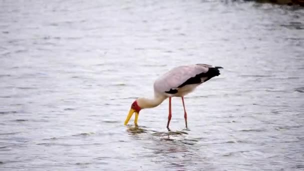 Yellow Billed Stork Jaagt Voedsel Door Zijn Snavel Heen Weer — Stockvideo