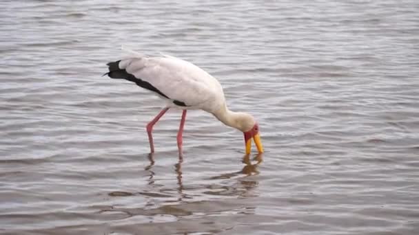 Gulnäbbad Stork Vallar Vatten Med Små Krusningar Och Vågor Sidovy — Stockvideo