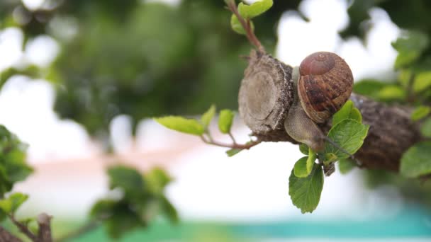 Lumaca Che Scende Ramo Albero Con Foglie Verdi Smalls — Video Stock