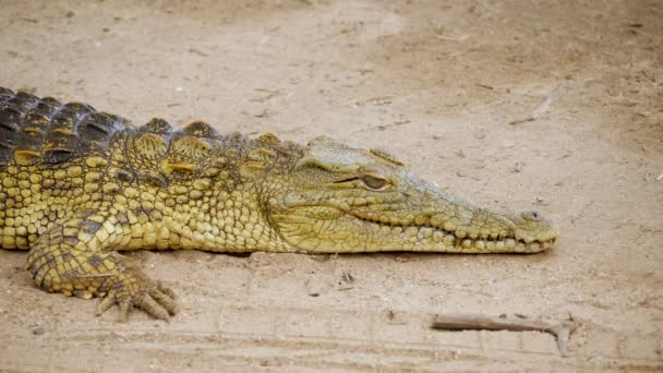 Cocodrilo Perezoso Yace Orilla Del Río Cierra Los Ojos Tomando — Vídeos de Stock