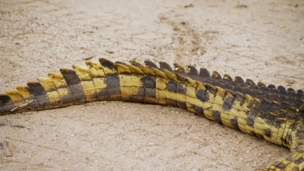 Pan Tiro Crocodilo Nilo Deitado Chão Areia Ponta Cauda Sorriso — Vídeo de Stock