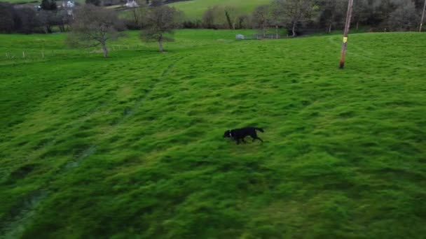 Légi Felvétel Egy Fiatal Fekete Labradorról Aki Zöld Füves Mezőn — Stock videók