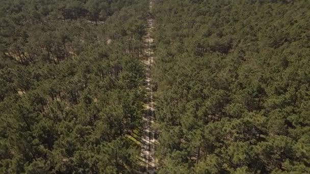 Insansız Hava Aracı Bir Çam Ağacı Ormanının Tepelerinde Uçuyor 60Fps — Stok video