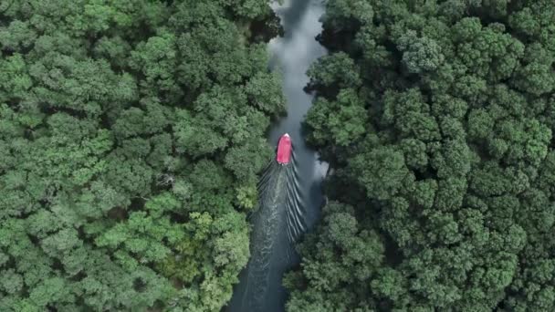 Αεροφωτογραφία Μικρού Σκάφους Στο Ποτάμι Που Περιβάλλεται Από Δάσος Και — Αρχείο Βίντεο