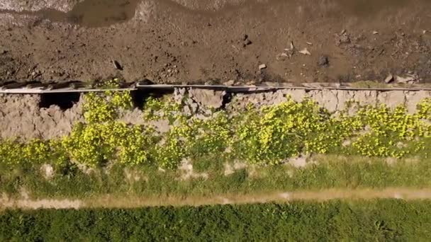 View Some Oxalis Pes Caprae Blossoms Has Grown River Protections — Stock Video