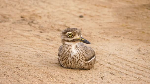 Water Thick Knee Trouve Sur Chemin Gravier Alerte Cas Danger — Video