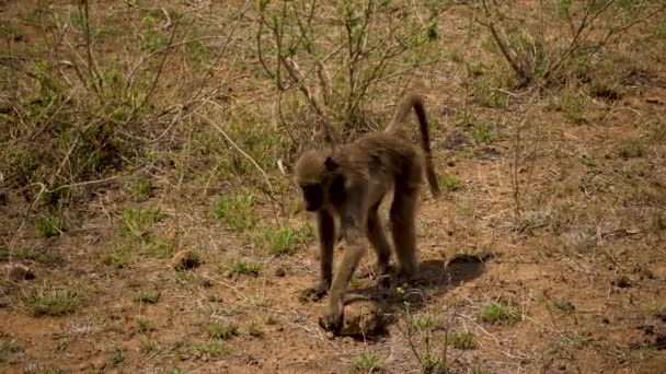 Chacma狒狒在觅食时翻动着大石头 — 图库视频影像