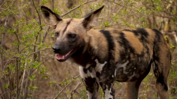 African Wild Dog Aleja Cámara Hacia Otra Tendida Suelo — Vídeo de stock