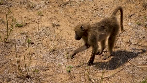 Chacma Baboon Come Hierba Seca Kruger Park — Vídeo de stock