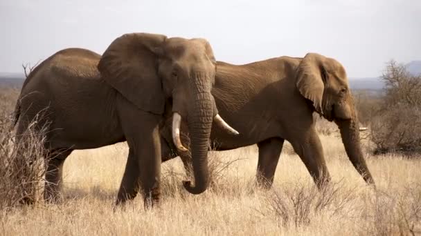 Twee Wilde Olifanten Lopen Naast Elkaar Afrika — Stockvideo