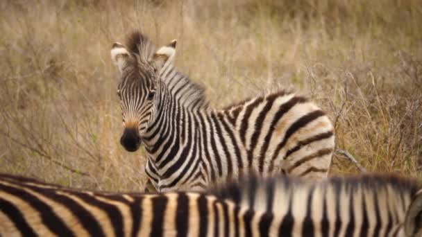 Vild Zebra Föl Med Oxpitt Står Vinter Gräsmark Närbild Mor — Stockvideo