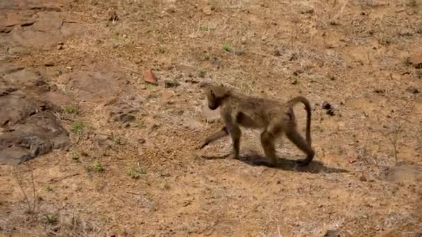 Vista Lateral Del Solitario Chacma Baboon Caminando Través Zona Paisaje — Vídeos de Stock