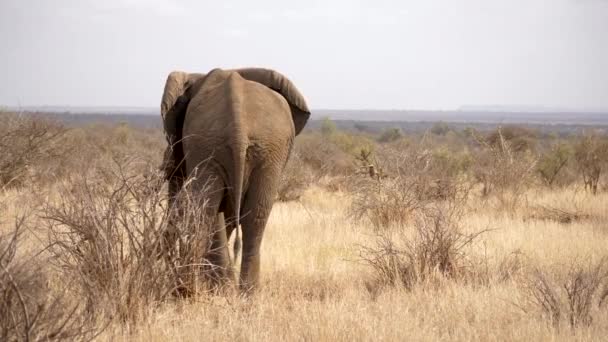 Elephant Bull Walks Away Camera Long Dry Grass — Stock Video