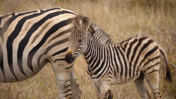 Zebra Foal Dengan Oxpecker Surai Berdiri Belakang Ibunya — Stok Video