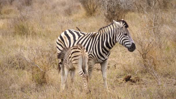 Mãe Zebra Cuida Seu Bebê Pastagens Secas Parque Nacional Kruger — Vídeo de Stock