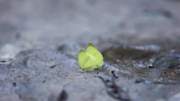 Zwei Stationäre Gelbe Schmetterlinge Fliegen Aus Der Szene Und Flattern — Stockvideo