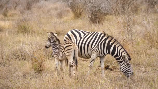 Zebra Mãe Potro Prados Secos Bebê Assediado Por Pássaros Oxpecker — Vídeo de Stock