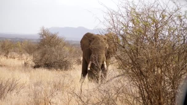 Egy Elefánt Száraz Füves Táj Közepette Ássa Magát Földbe Bokorral — Stock videók