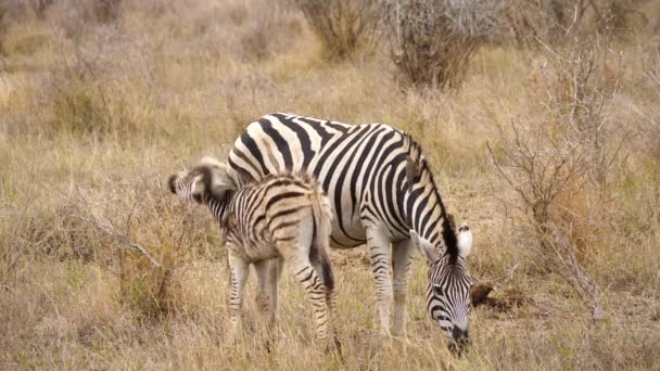 Zebra Mare Nurses Young Foal Bothered Pesky Oxpeckers Shakes Them — Stock Video