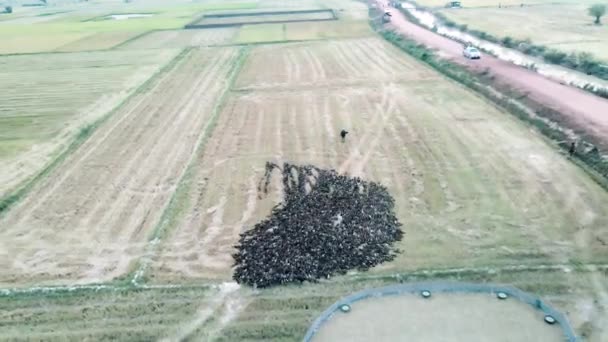 Raft Van Eenden Die Worden Opgepot Pen Door Boeren Volg — Stockvideo