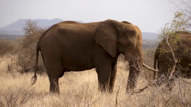 Elefante Cava Suciedad Con Pata Delantera Pastizales Secos Cámara Lenta — Vídeos de Stock