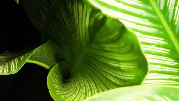 Calathea Ornata 白色条纹在绿叶生长和不卷曲 华丽的家庭植物上 — 图库视频影像