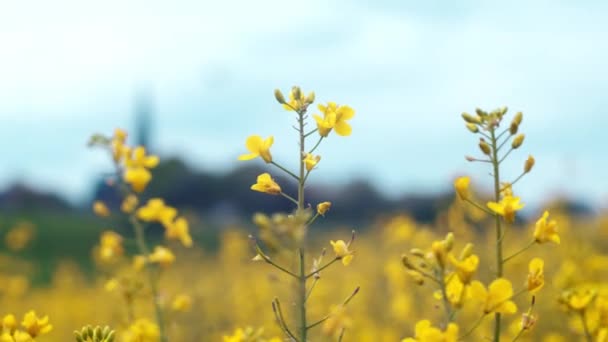 Detail Shot Couple Rapeseed Blossoms Smooth Slide Blue Sky Settle — Stock Video