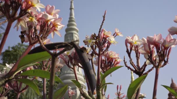 Flor Cambojana Templo — Vídeo de Stock