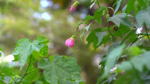 Lanterne Chinoise Blanche Fleurs Exotiques Dans Nature — Video