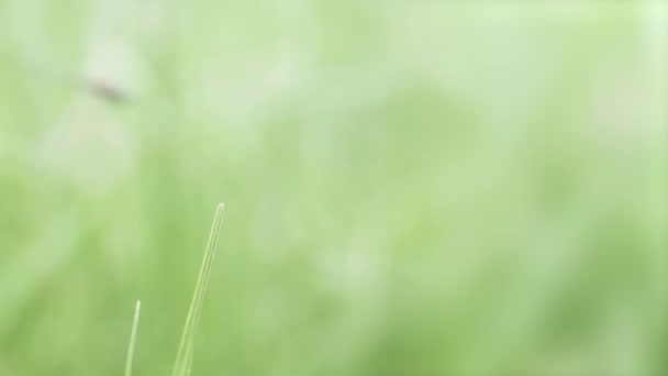 Die Libelle Landete Erfolgreich Auf Einem Feinen Stück Gras Flacher — Stockvideo