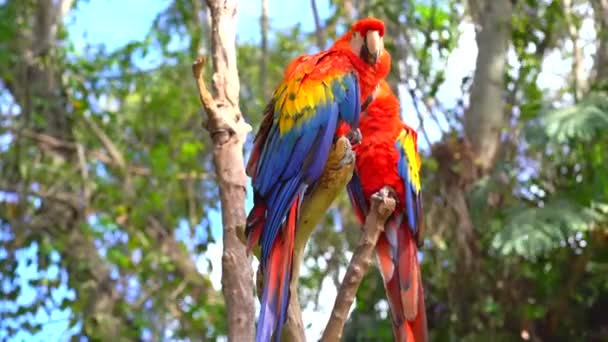 Ormandaki Scarlett Papağanları Ağacın Dalında Makarnalar — Stok video