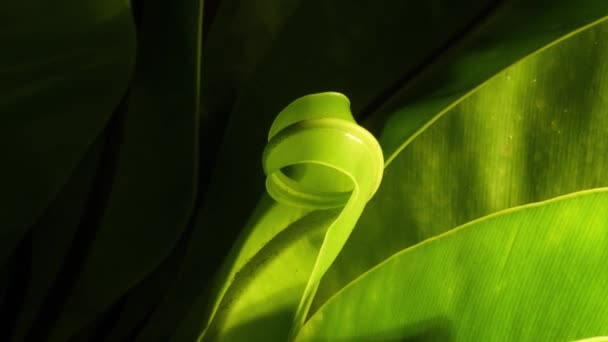 Beautiful Soft Lite Bird Nest Fern Slowly Unfurling New Growth — Stock Video