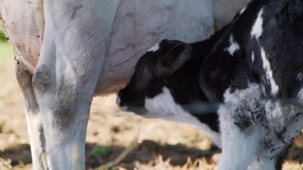 一只新生的小牛犊试图从它的母亲 黑色和白色的日记奶牛那里获得食物的特写镜头 — 图库视频影像