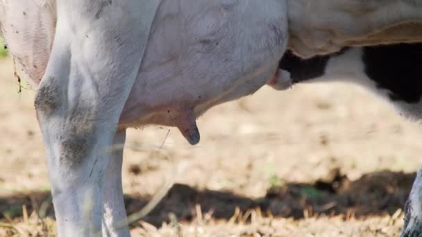 Tiro Bezerro Leiteiro Recém Nascido Tentando Alimentar Sua Mãe Para — Vídeo de Stock