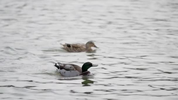 Tiro Câmera Lenta Com Foco Puxar Dois Patos Nadando Lago — Vídeo de Stock