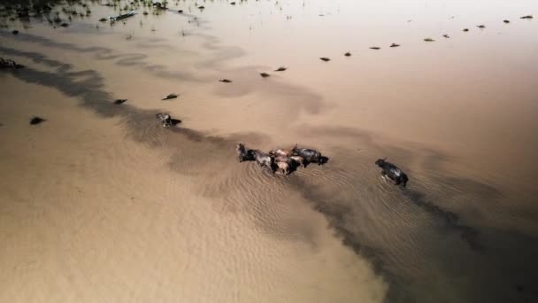ฟฟาโลน าในตอนเช าในน าโคลนหนาตามทะเลสาบ Tonle Sap เอเช ยตะว นออกเฉ ยงใต — วีดีโอสต็อก